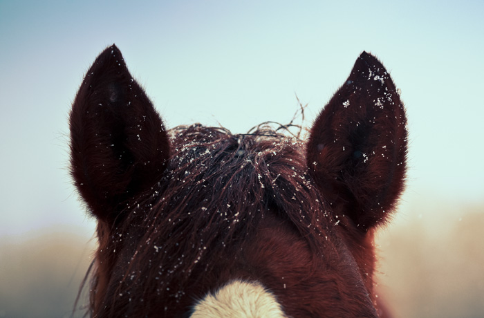 Horse and Snowflakes